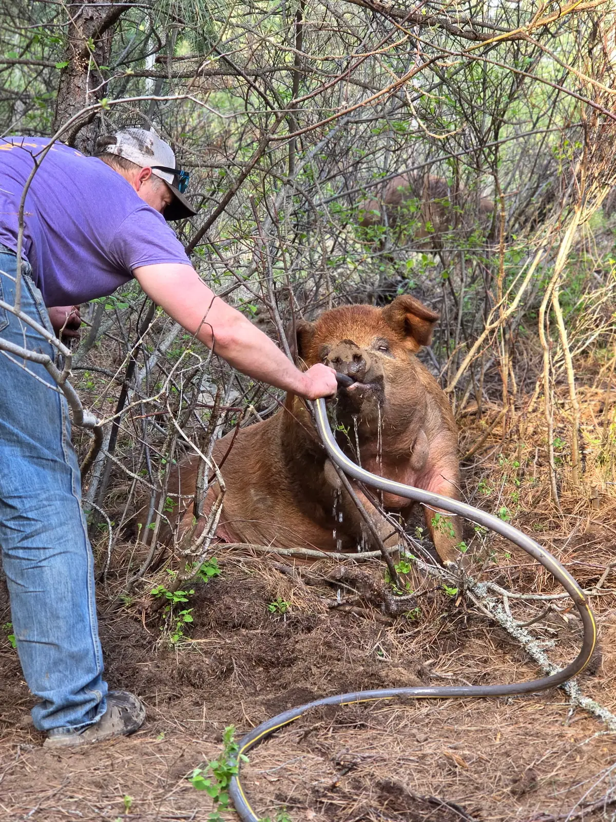 Jesse caring for Red Wattle hogs outdoors