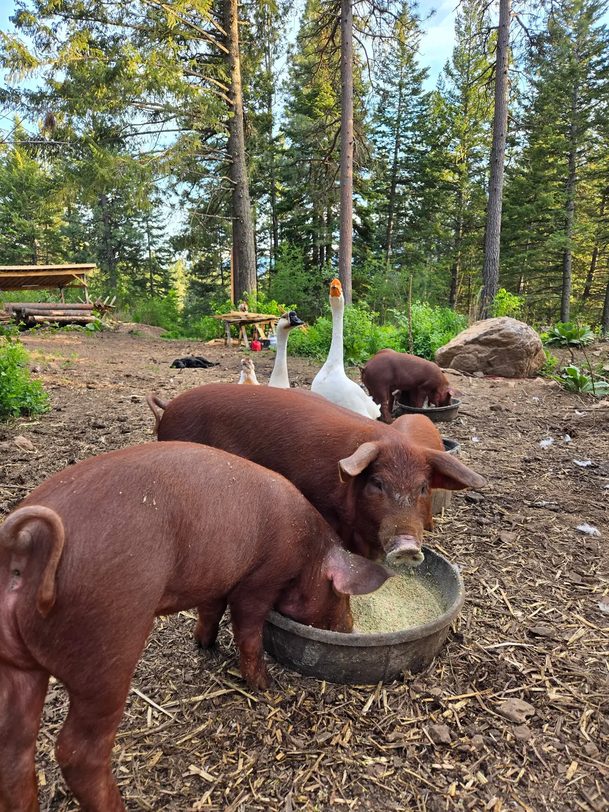 Red Wattle hogs sharing the farm with a goose