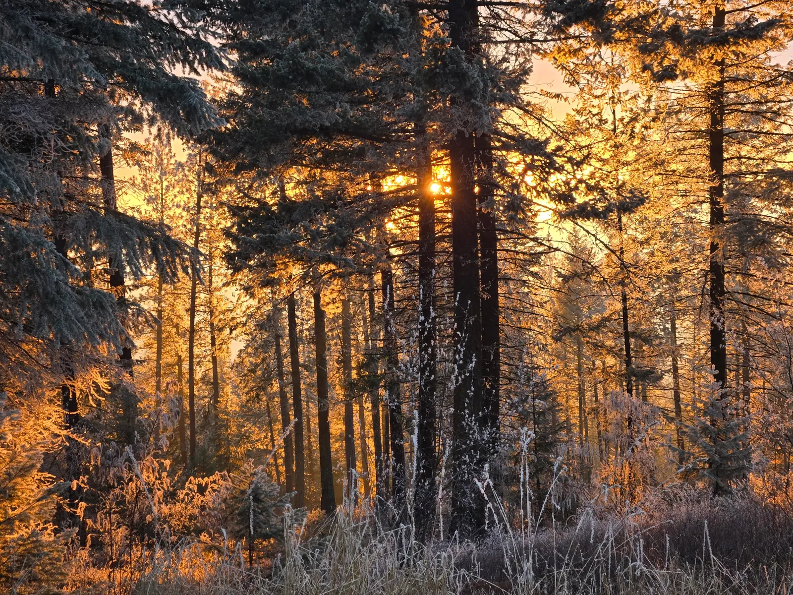 Winter sunrise through the forest at Saorsa Farm